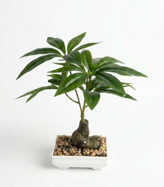 Modern Faux Money Tree (Pachira)