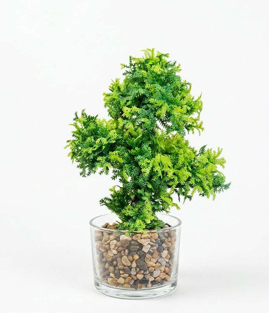 Lush Evergreen Cedar Bonsai